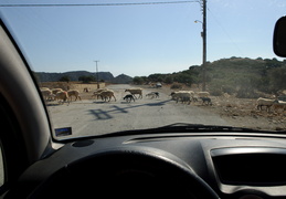 sheep across the road
